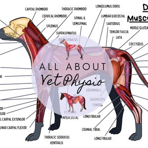 The Canine Deep Musculature - PDF Download