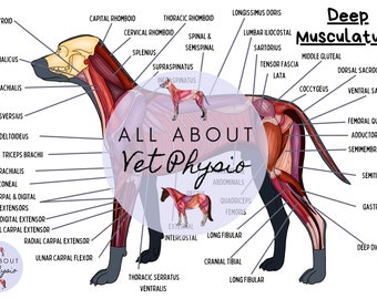 La muscolatura profonda del cane - Scarica PDF