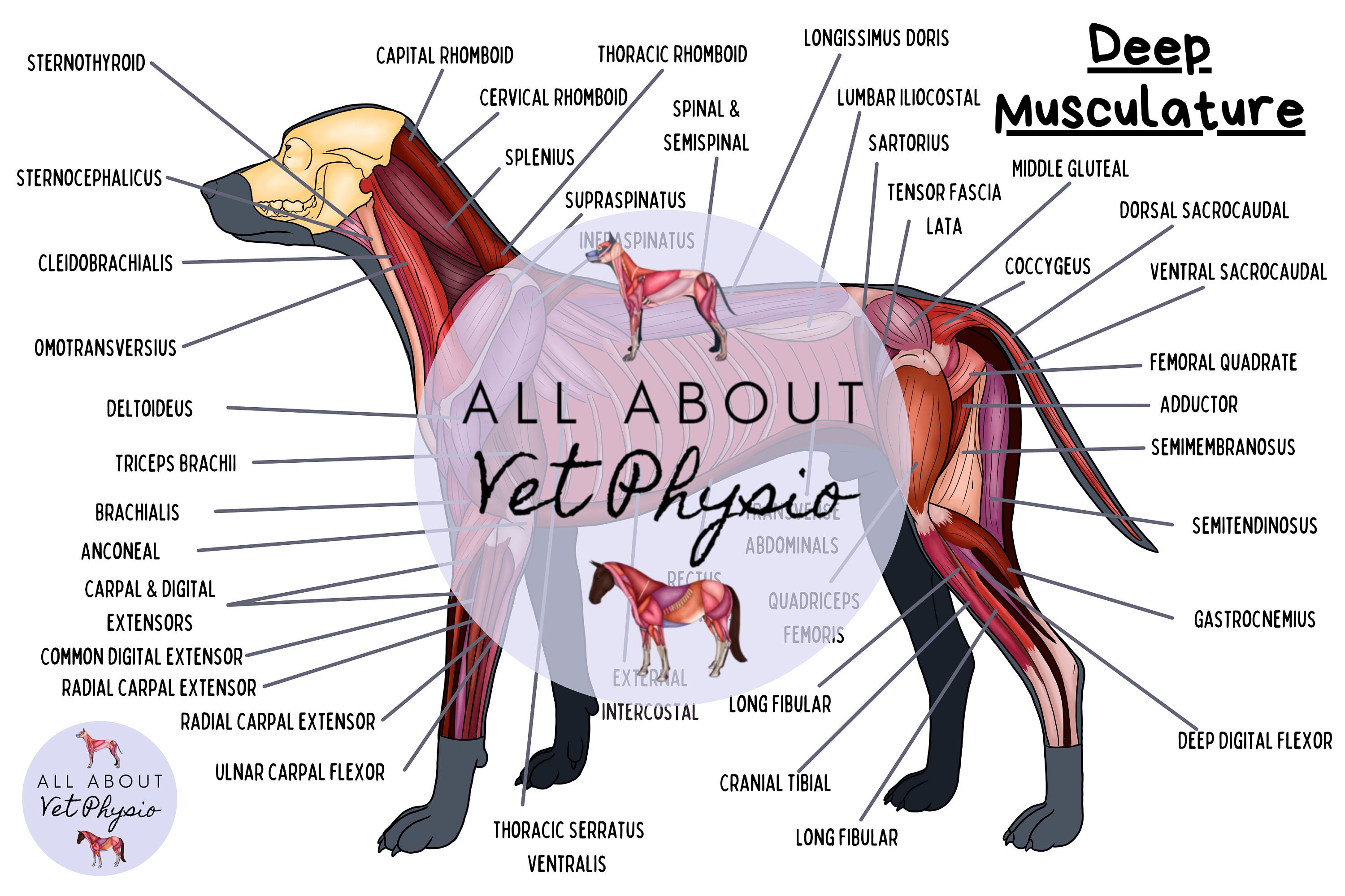Dog Muscle Anatomy Diagram