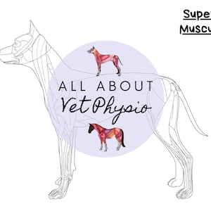 Het oppervlakkige spierstelsel van de hond (kleureditie / geen labels) - PDF-download