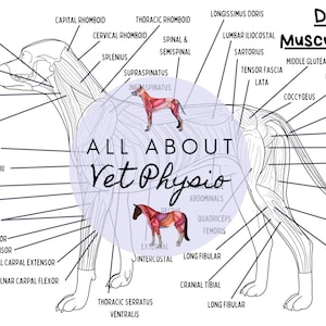 The Canine Superficial Musculature (Colouring Edition / With Labels) - PDF Download
