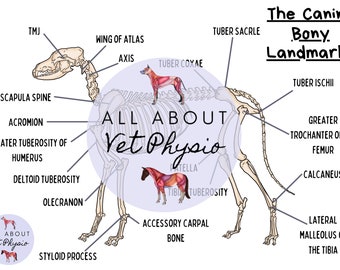 May include: A skeletal diagram of a dog with labels for various bony landmarks. The diagram is in a light blue circle with the text "All About Vet Physio" in white. The dog is in a light blue circle with the text "All About Vet Physio" in white.