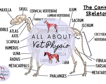 May include: A diagram of a canine skeleton with labels for each bone. The skeleton is in a standing position with the head turned to the left. The diagram is labelled "The Canine Skeleton" and "All About Vet Physio".