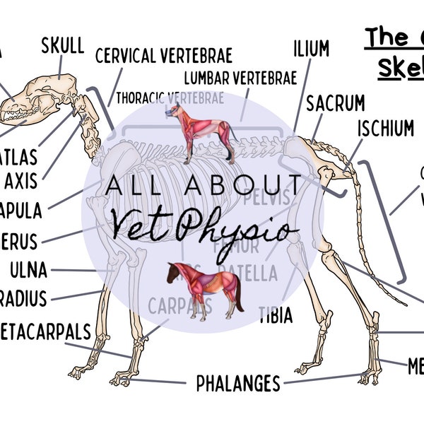 The Canine Skeleton - PDF Download