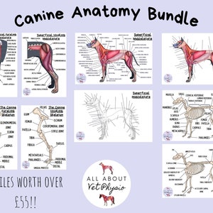 The Canine Anatomy Bundle - PDF Download