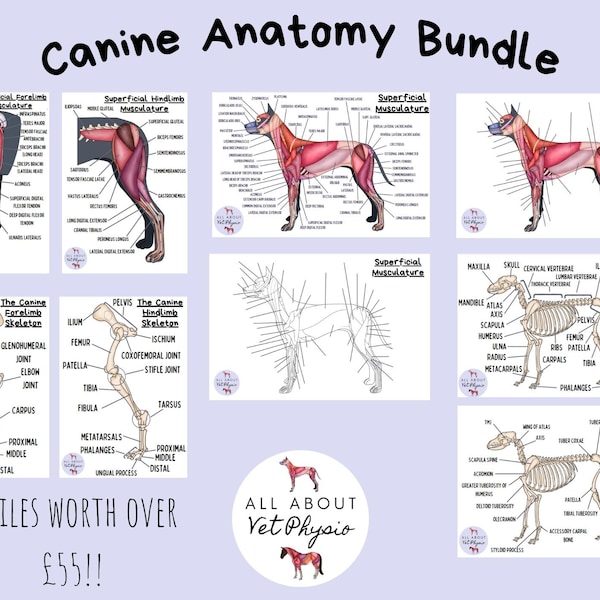 The Canine Anatomy Bundle - PDF Download