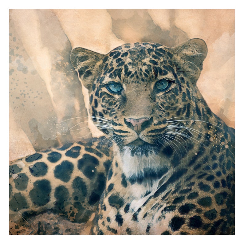 Op de afbeelding: Een close-up van een luipaard met blauwe ogen. De luipaard ligt neer en kijkt recht in de camera. De achtergrond is een zachte, aquarelachtige wasbeurt in bruin en beige.