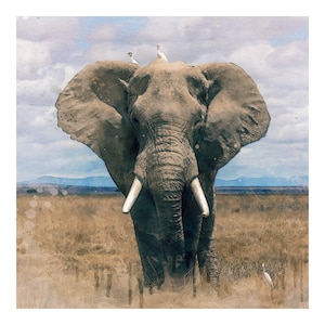 African Elephant