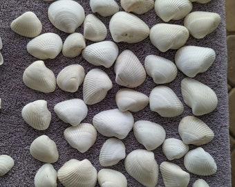 White Sea Shells from Sanibel Island and Captiva