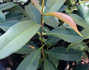 Jamun Tree (1 feet to 2 feet tall)