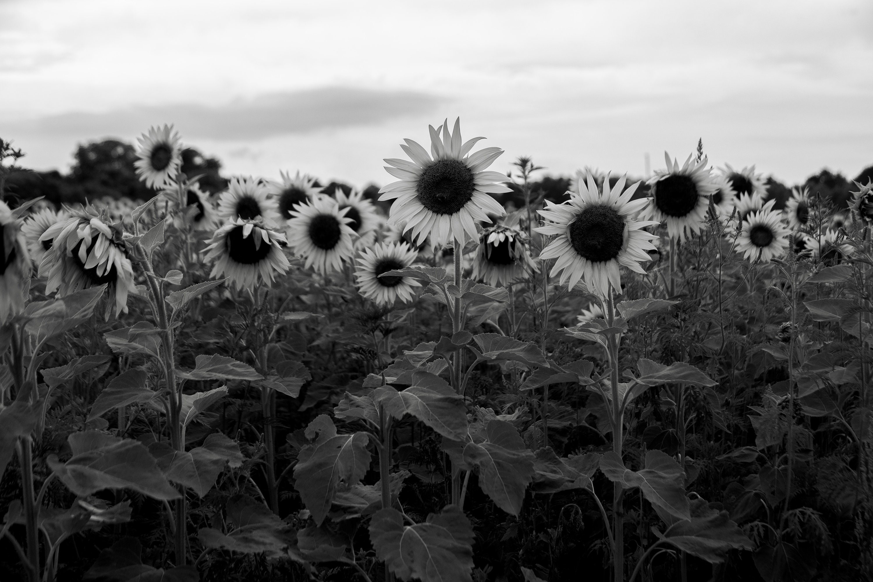 Black and White Sunflowers - Digital Download Only - JPEG - Etsy