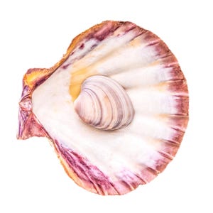 May include: A large, white seashell with a purple and pink rim. A smaller, striped seashell is nestled inside the larger shell.