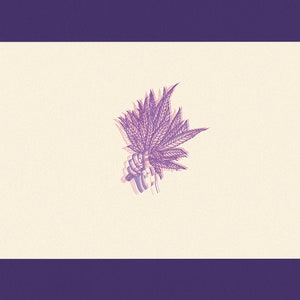 Può includere: Illustrazione viola e bianca di una mano che tiene un bouquet di foglie di cannabis. L'immagine ha uno stile retrò con una combinazione di colori viola e bianco. Lo sfondo è di colore viola pieno.
