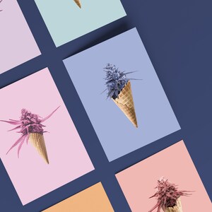 May include: Five different colored marijuana plants are displayed in waffle cones on different colored backgrounds. The colors are blue, purple, pink, orange, and red.