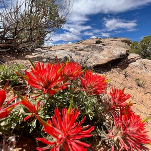 Nature Photography, Wildflower, Digital Image For Sale, Wall Art, Photo Download, Scenic Landscape Photo, Home Decor, Red, Rocks, Moab, Utah