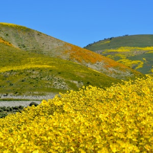 Nature Photography, Wildflowers, Digital Images For Sale, Wall Art, Photo Download, Scenic Landscape Photo, DIY Home Decor, Mountains, CA