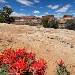 Nature Photography, Wildflower, Digital Image For Sale, Wall Art, Photo Download, Scenic Landscape Photo, Home Decor, Red, Rocks, Moab, Utah