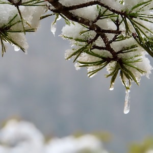 Nature Photography, Snow, Pine, Digital Images For Sale, Wall Art, Photo Download, Scenic Landscape Photo, Home Decor, Close Up, Winter, TN