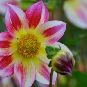 Nature Photography, Dahlia Flower, Digital Image For Sale, Wall Art, Photo Download, Scenic Landscape Photo, Home Decor, Flower Garden, OR