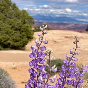 Nature Photography, Canyonlands, Digital Image For Sale, Wall Art, Photo Download, Scenic Landscape Photo, Home Decor, Moab, Wildflowers, UT