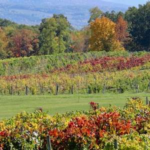 Nature Photography, Fall Foliage, Vineyard, Digital Images For Sale, Wall Art, Photo Download, Scenic Landscape Photo, Home Decor, Trees, NY