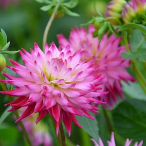Nature Photography, Pink Flower, Dahlia, Digital Image For Sale, Wall Art, Photo Download, Scenic Landscape Photo, Home Decor, Flower Garden