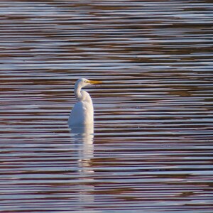 Nature Photography, Egret, Digital Image For Sale, Wall Art, Photo Download, Scenic Landscape Photo, Home Decor, Wildlife, Lake, Bird, TN