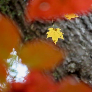 Nature Photography, Fall, Leaves, Digital Images For Sale, Wall Art, Photo Download, Scenic Landscape Photo, Home Decor, Autumn, Foliage, TN