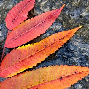 Nature Photography, Fall Foliage, Digital Image For Sale, Wall Art, Photo Download, Scenic Landscape Photo, DIY Home Decor, Fern Leaves, NY