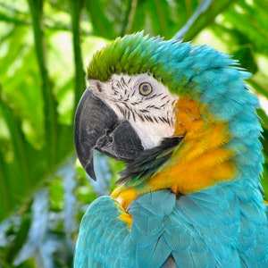 Nature Photography, Tropical Bird, Digital Image For Sale, Wall Art, Photo Download, Scenic Landscape Photo, Home Decor, Hawaii, Macaw