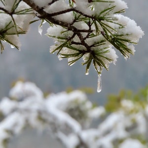 Nature Photography, Snow, Pine, Digital Images For Sale, Wall Art, Photo Download, Scenic Landscape Photo, Home Decor, Close Up, Winter, TN