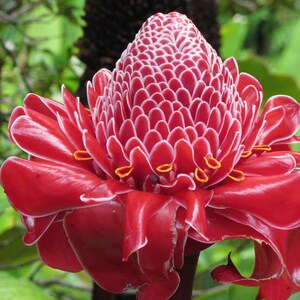 Nature Photography, Red Tropical Flower, Digital Image For Sale, Wall Art, Photo Download, Scenic Landscape Photo, Home Decor, Hawaii, Flora