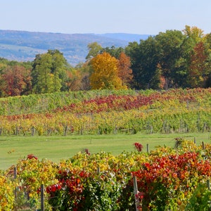 Nature Photography, Fall Foliage, Vineyard, Digital Images For Sale, Wall Art, Photo Download, Scenic Landscape Photo, Home Decor, Trees, NY