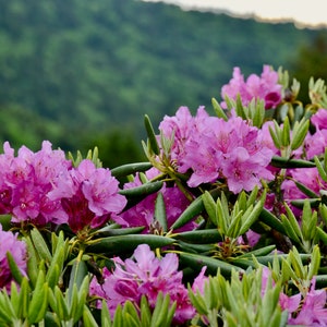 Nature Photography, Flowers, Mountains, Digital Image For Sale, Wall Art, Photo Download, Scenic Landscape Photo, Home Decor, Rhododendron