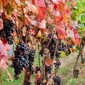 Nature Photography, Fall, Grapevine, Digital Images For Sale, Wall Art, Photo Download, Scenic Landscape Photo, DIY Home Decor, Vineyard, NY