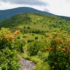 Nature Photography, Flowers, Mountains, Digital Image For Sale, Wall Art, Photo Download, Scenic Landscape Photo, Home Decor, Azalea, TN, NC