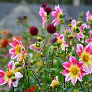 Nature Photography, Dahlia Flowers, Digital Image For Sale, Wall Art, Photo Download, Scenic Landscape Photo, Home Decor, Flower Garden, OR