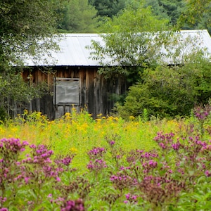 Nature Photography, Wildflowers, Old Barn, Digital Image For Sale, Wall Art, Photo Download, Scenic Landscape Photo, Home Decor, Rural, Barn