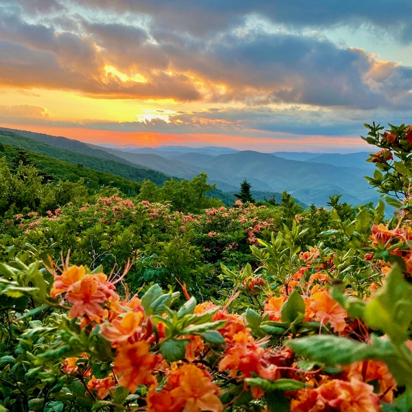 Naturfotografie, Sonnenuntergang, Blumen, Berge, digitales Bild zum Verkauf, Wandkunst, Foto Download, Landschaftsfoto, Home Decor, TN, NC