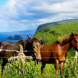 Nature Photography, Horses, Ocean, Digital Image For Sale, Wall Art, Photo Download, Scenic Landscape Photo, Home Decor, Sea Cliffs. Hawaii