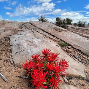 Nature Photography, Wildflower, Digital Image For Sale, Wall Art, Photo Download, Scenic Landscape Photo, Home Decor, Red, Rocks, Moab, Utah