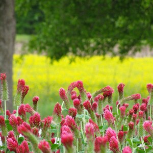 Nature Photography, Wildflowers, Digital Image For Sale, Wall Art, Photo Download, Scenic Landscape Photo, Home Decor, Red, Yellow, Tree, TN
