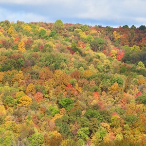 Nature Photography, Fall, Trees, Digital Images For Sale, Wall Art, Photo Download, Scenic Landscape Photo, Home Decor, Fall Foliage, PA, NY