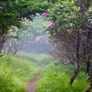 Nature Photography, Flowers, Digital Image For Sale, Wall Art, Photo Download, Scenic Landscape Photo, Home Decor, Rhododendron, Garden