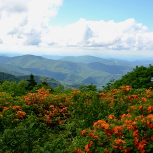 Nature Photography, Flowers, Mountains, Digital Image For Sale, Wall Art, Photo Download, Scenic Landscape Photo, Home Decor, Azalea, TN, NC