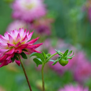 Nature Photography, Pink Flower, Dahlia, Digital Image For Sale, Wall Art, Photo Download, Scenic Landscape Photo, Home Decor, Flower Garden
