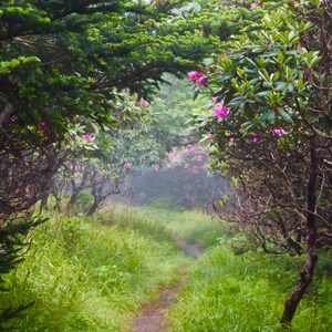 Nature Photography, Flowers, Digital Image For Sale, Wall Art, Photo Download, Scenic Landscape Photo, Home Decor, Rhododendron, Garden