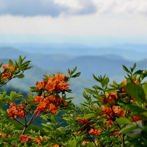 Nature Photography, Flowers, Mountains, Digital Image For Sale, Wall Art, Photo Download, Scenic Landscape Photo, Home Decor, Azalea, TN, NC