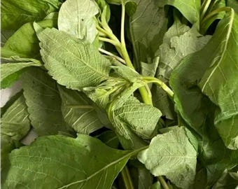 Fresh Scent Leaf Bunch for Culinary Excellence & Traditional Healing Practices