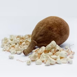Puede incluir: Una fruta de baobab marrón con una superficie texturizada y un tallo, rodeada de semillas blancas de baobab. La fruta y las semillas se colocan sobre un fondo blanco.